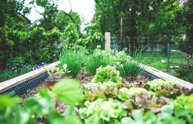 Tout Ce Quil Faut Savoir Pour R Ussir Son Potager Cette Saison