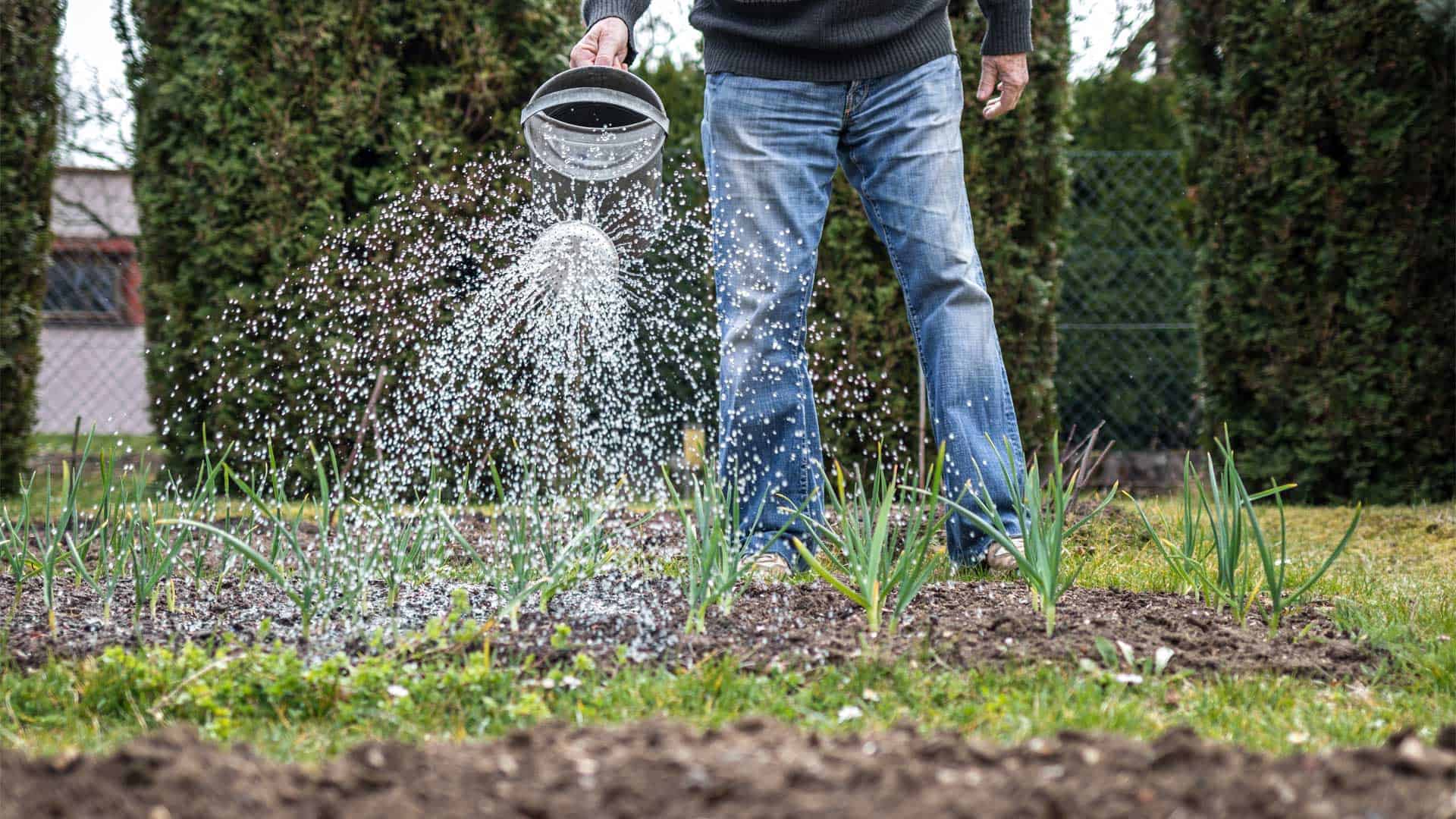 How And When To Plant And Harvest Garlic A Complete Growing Guide