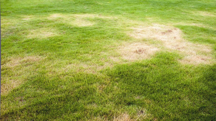 6 easy steps to repair damaged lawns - Scotts Fafard