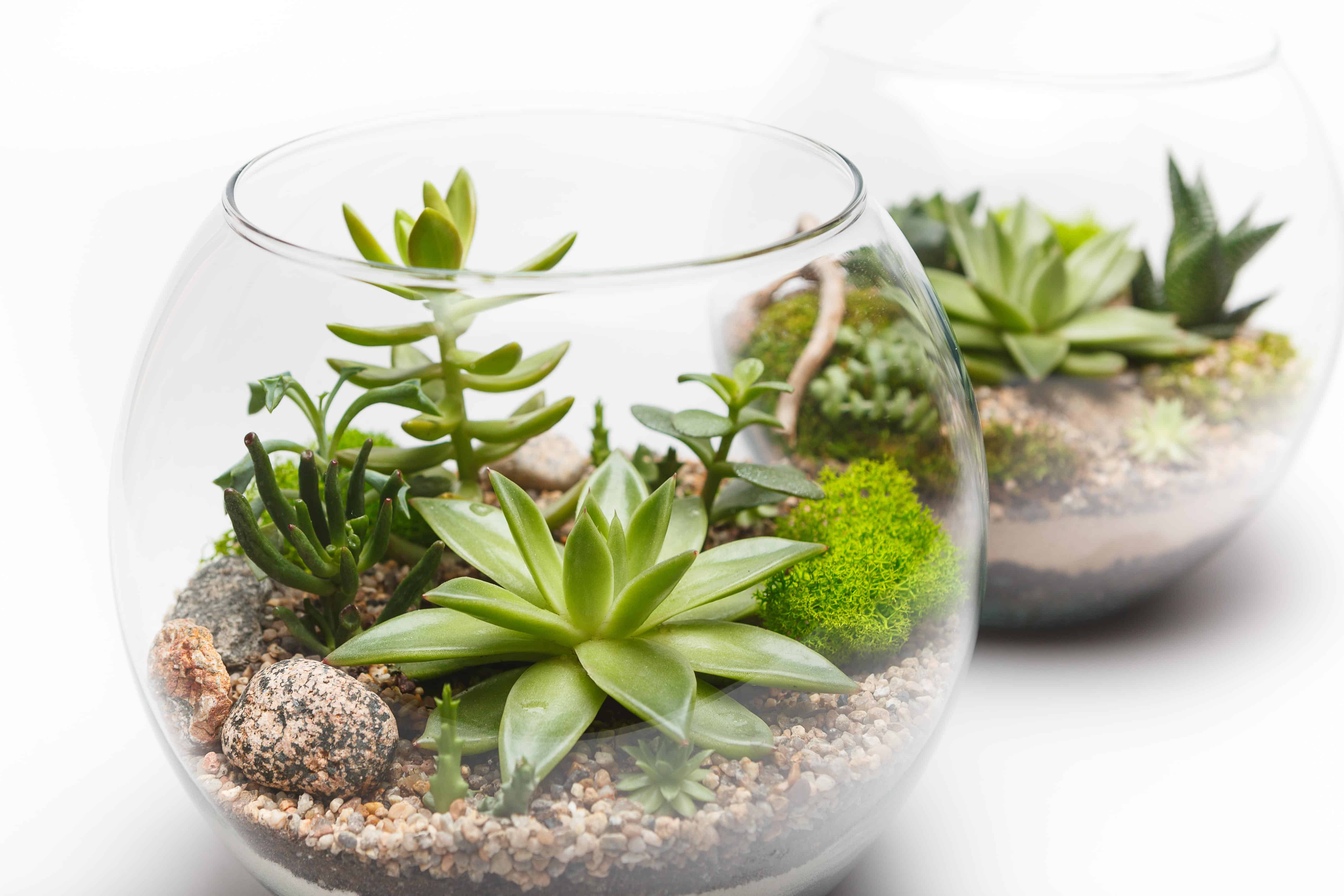Créer un terrarium avec succulentes et plantes grasses