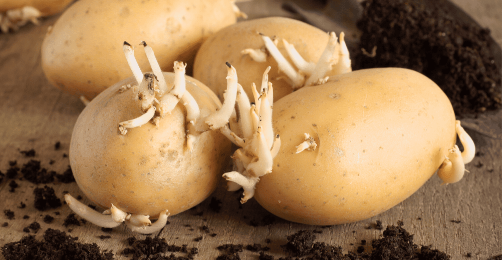 Les pommes  de  terre  de  la germination  la plantation 