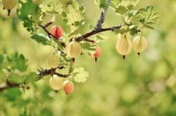 12 Best Fruits and Berries for Patio Containers — Empress of Dirt