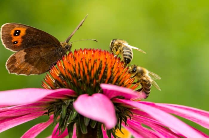 How To Attract Pollinators To Your Garden Scotts Fafard