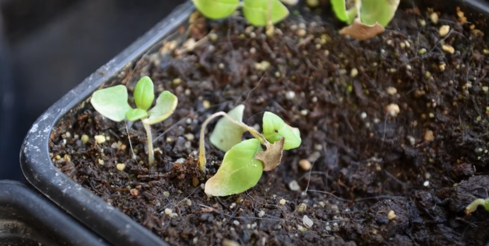 All you need to know about indoor seedling - Scotts Fafard