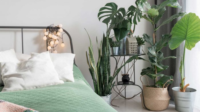 Choosing the right plants for the bedroom - Scotts Fafard