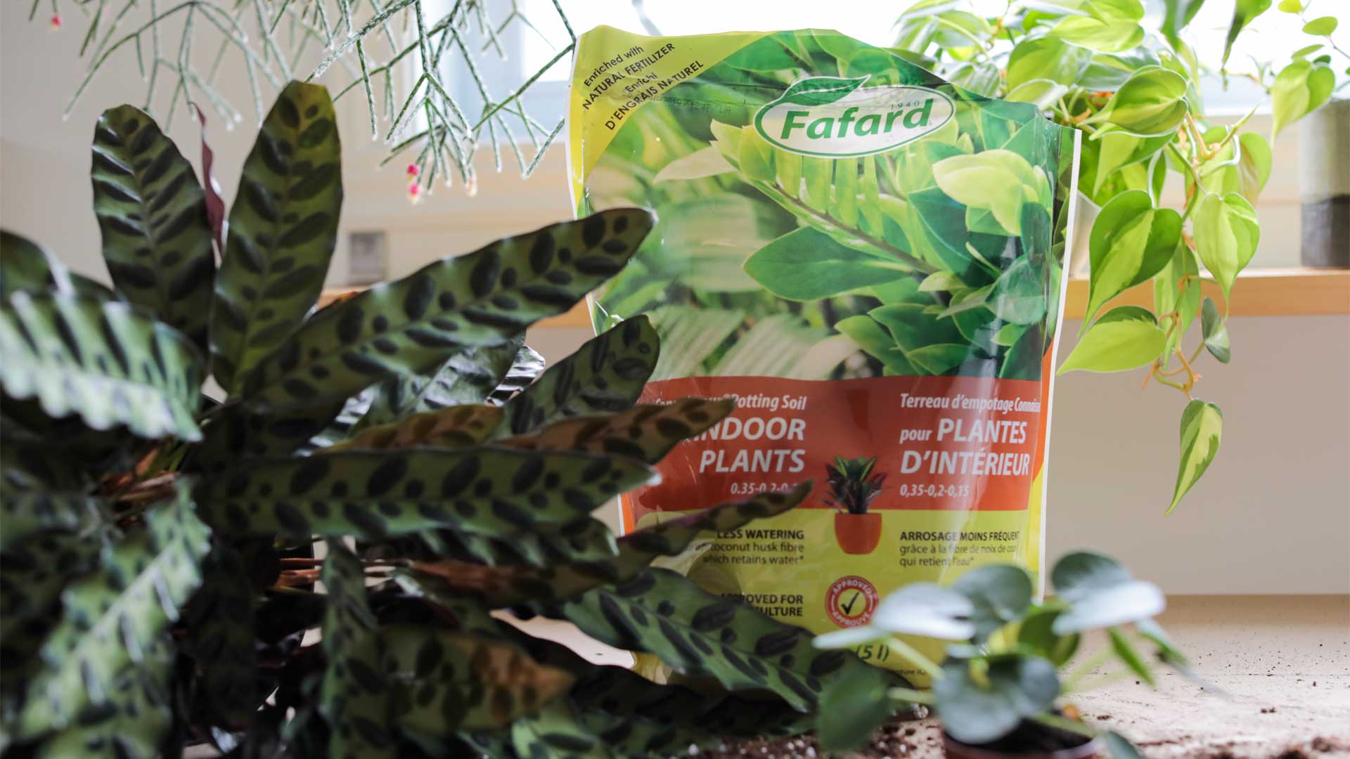 FAFARD Terreau d'empotage pour plantes tropicales POSU10C