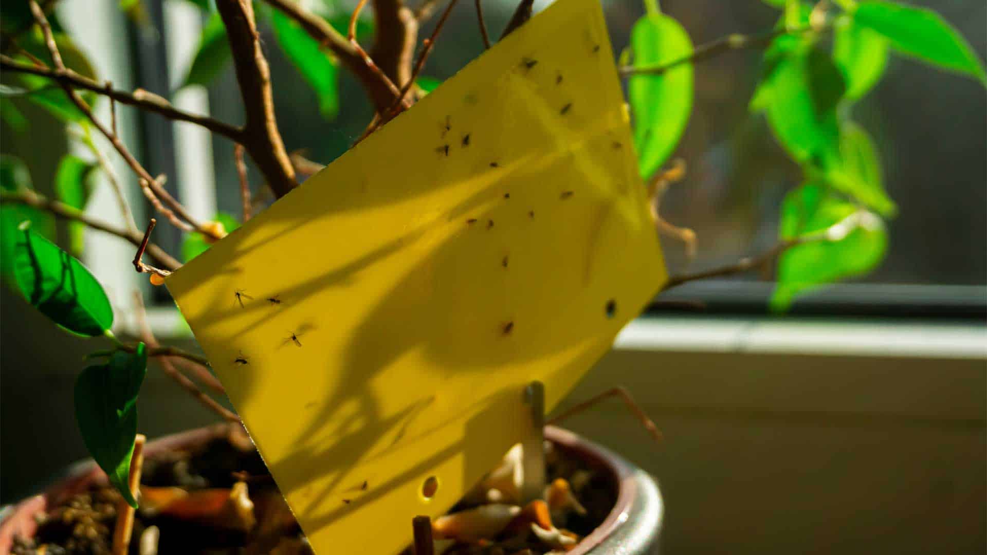 Mini-pièges jaune Moucherons du terreau - Soins des plantes/Répulsifs  insectes et maladies des plantes - La Jardinerie de Pessicart