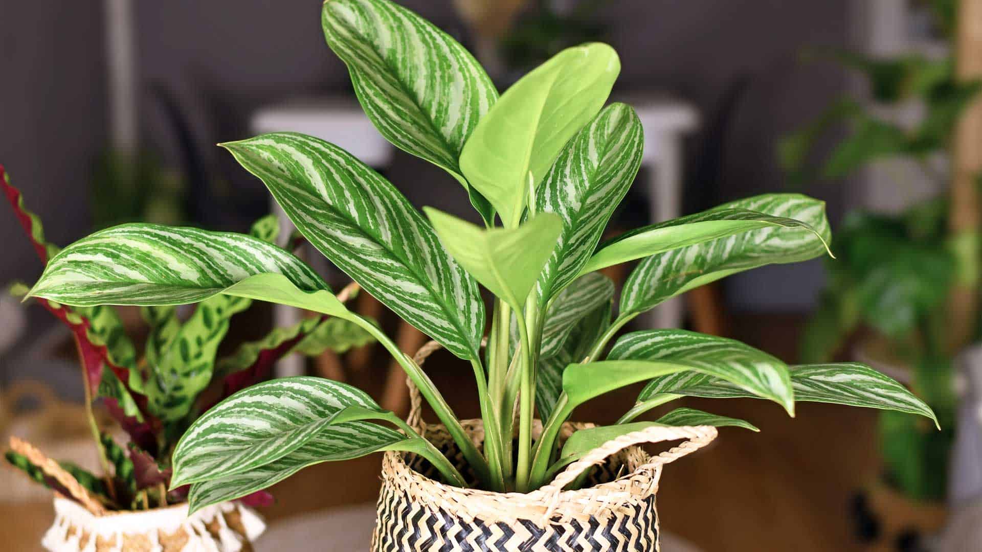 Five indoor plants for your basement